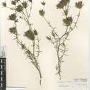 Image of <i>Cordylanthus rigidus</i> subsp. <i>setiger</i>