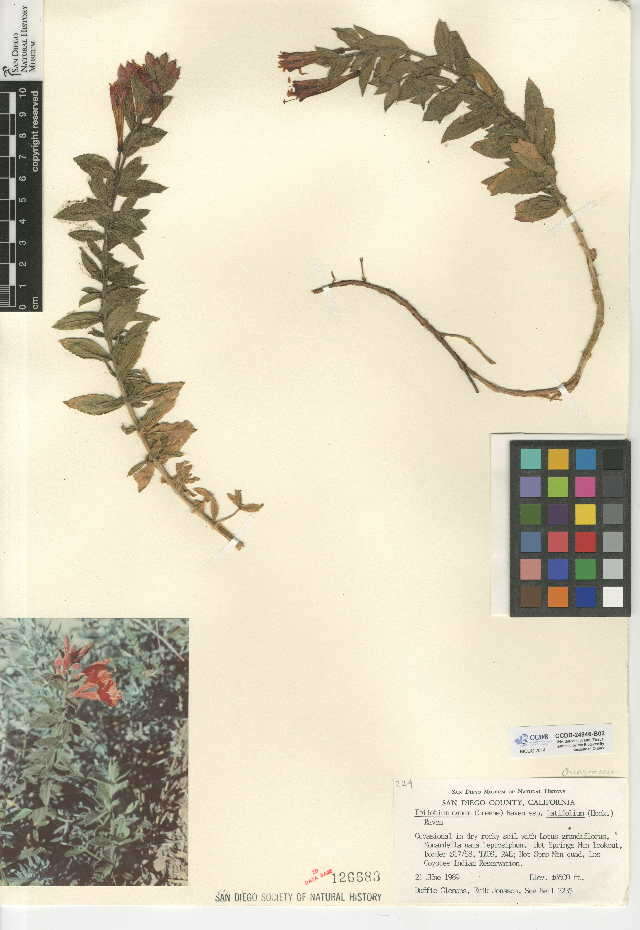 Image de Epilobium canum subsp. latifolium (Hook.) P. H. Raven