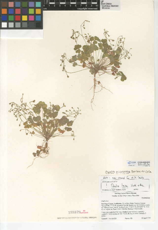 Image of Oxalis micrantha Boj. ex Prog.