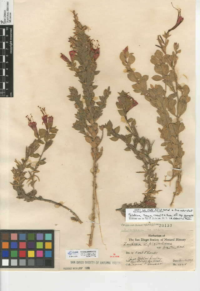 Imagem de Epilobium canum subsp. garrettii (A. Nels.) P. H. Raven