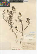 Image de Chloropyron maritimum subsp. maritimum