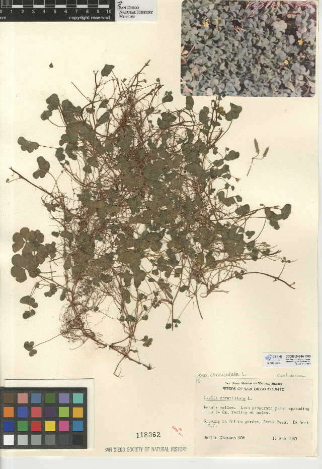 Image of Oxalis corniculata subsp. corniculata