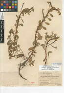Image of floating primrose-willow
