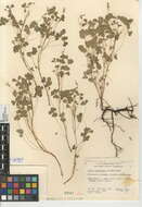 Image of radishroot woodsorrel