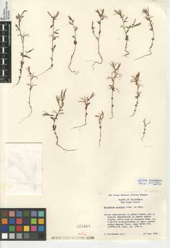 Image of chaparral willowherb