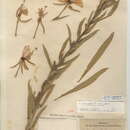 Image of Oenothera elata subsp. hookeri (Torrey & A. Gray) W. Dietrich & W. L. Wagner