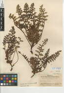 Imagem de Pedicularis semibarbata A. Gray