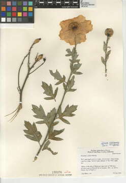 Image of Coulter's Matilija poppy