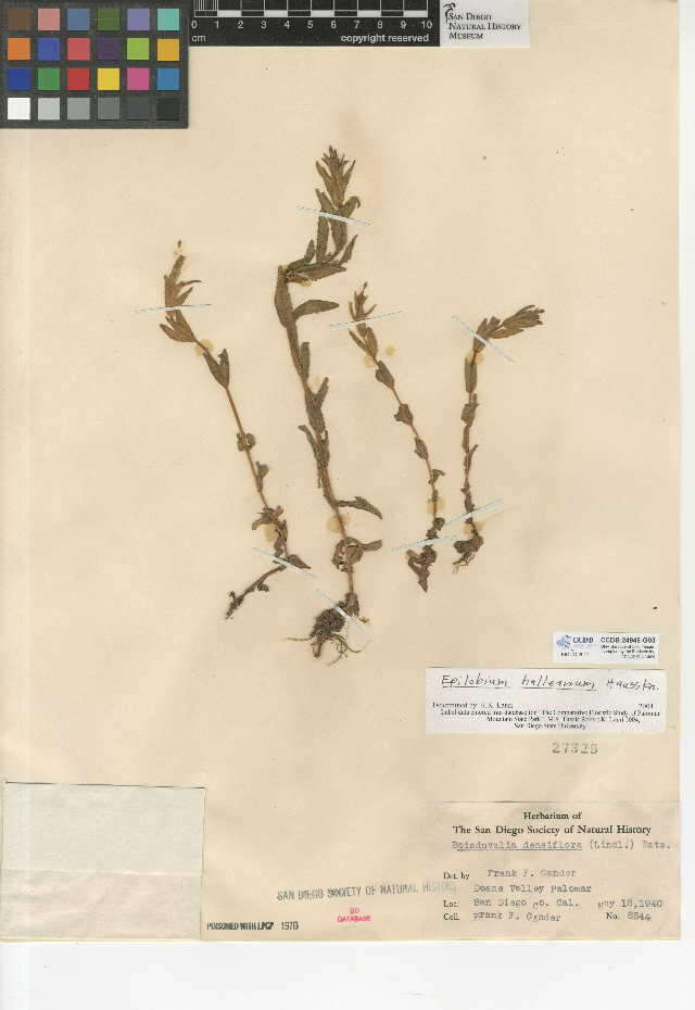 Image of glandular willowherb