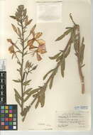 Imagem de Oenothera elata subsp. hirsutissima (A. Gray ex S. Wats.) W. Dietrich