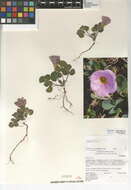 Image of purple woodsorrel
