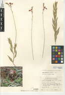 Image of Oenothera xenogaura W. L. Wagner & Hoch