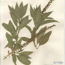 Image of <i>Phytolacca <i>americana</i></i> var. americana