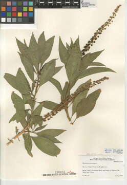 Phytolacca americana var. americana的圖片