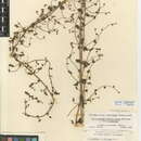 صورة Antirrhinum nuttallianum subsp. nuttallianum