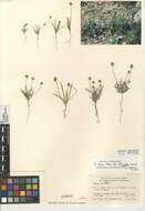 Image of Plantago ovata var. fastigiata (E. Morris) S. C. Meyers & Liston