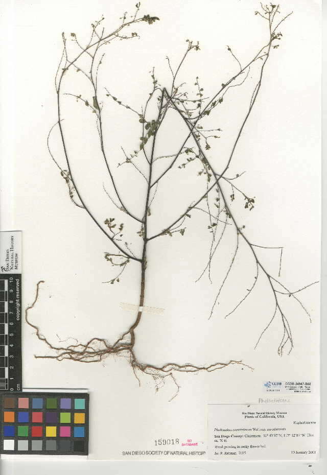 Phyllanthus caroliniensis (rights holder: San Diego Natural History Museum. SDNHM. Year: 2015.)