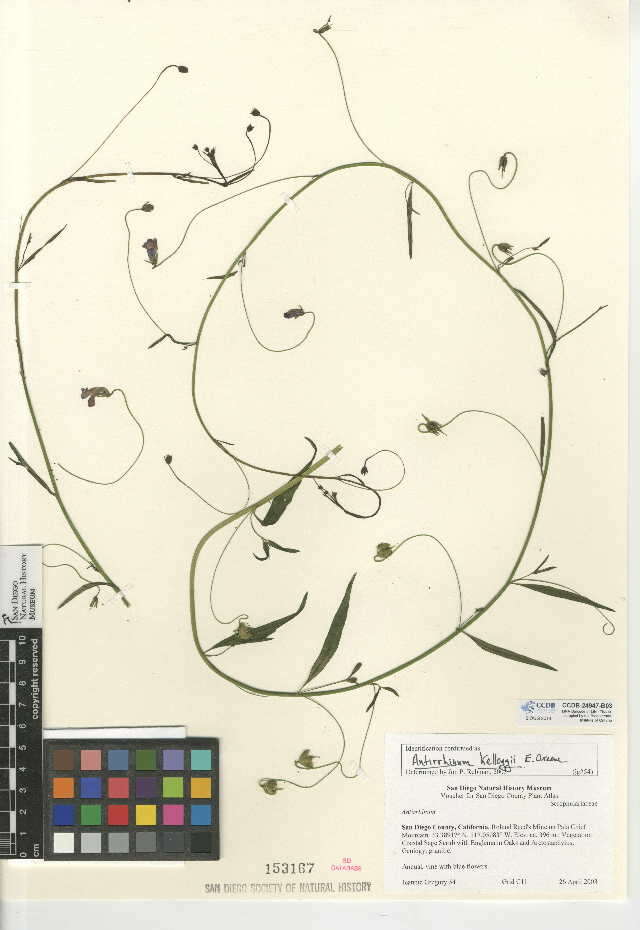 Imagem de Antirrhinum strictum (Hooker & Arnott) A. Gray