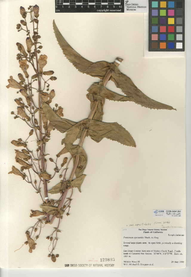 Image of Penstemon spectabilis var. spectabilis