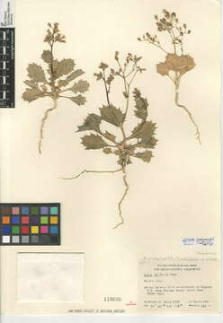 Image of broadleaf gilia