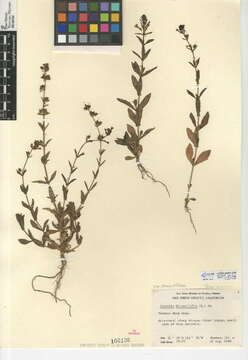 Image of Stemodia durantifolia var. durantifolia