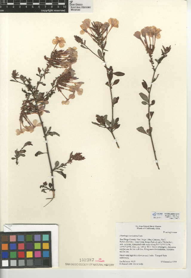 Image of Cape leadwort