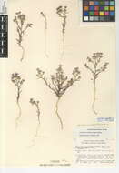 Image de Eriastrum eremicum subsp. eremicum
