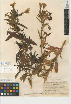 Image of southern bush monkeyflower