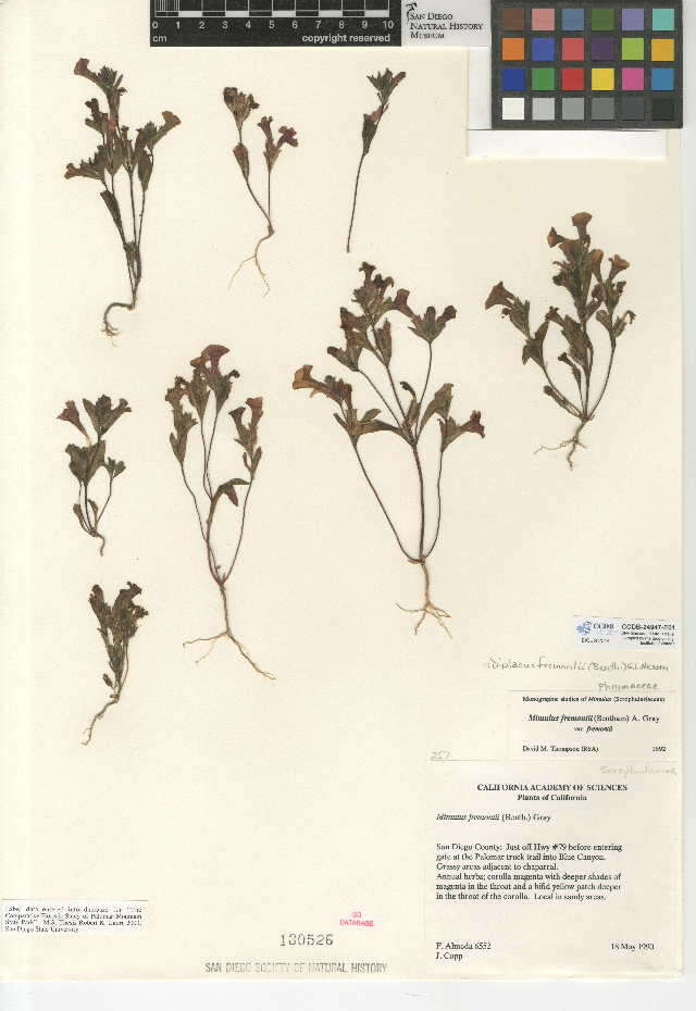 Image of Fremont's monkeyflower