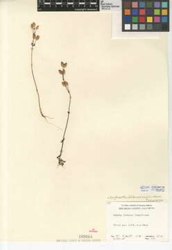 Image of Broad-Tooth Monkey-Flower