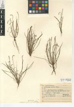 صورة Plantago pusilla Nuttall