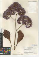 Image of Perez's sea lavender