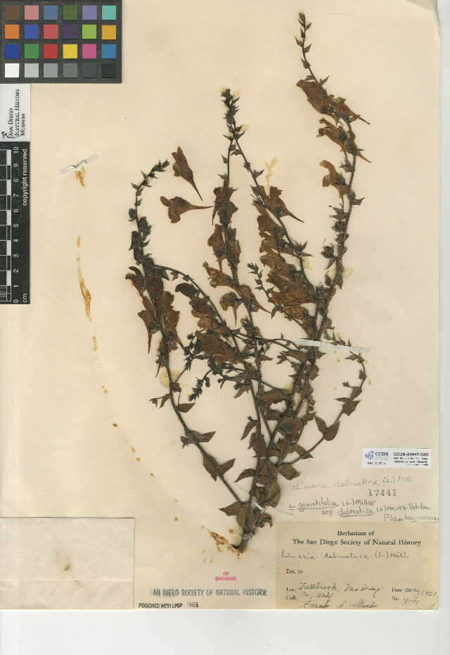 Image of Dalmatian toadflax