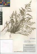 Image of saltmarsh sea lavender