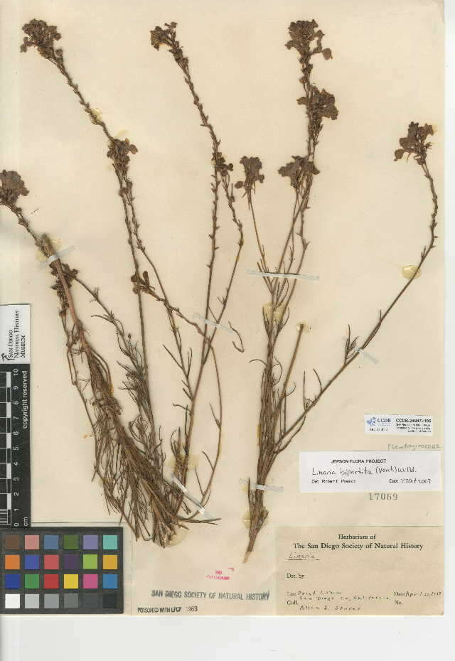 Image de Linaria bipartita (Vent.) Willd.