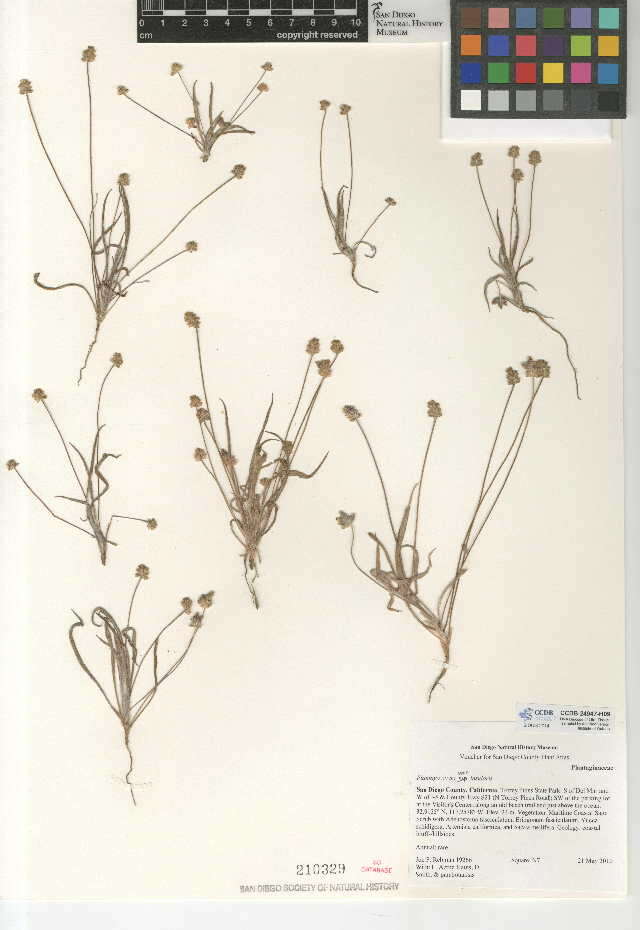 Image of Plantago ovata var. insularis (Eastw.) S. C. Meyers & Liston