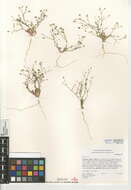 Image of Clokey's gilia