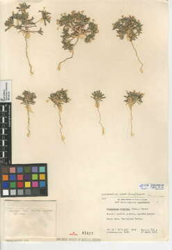 Image of calico