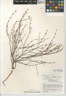 Image of pineland buckwheat