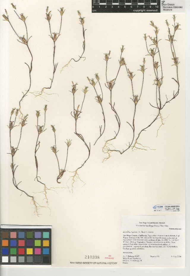 Image of Bigelow's linanthus