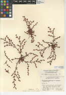 Imagem de Chorizanthe polygonoides var. longispina (Goodman) Munz