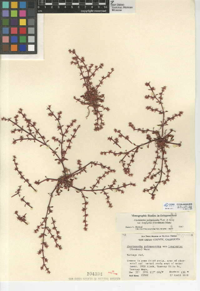 Imagem de Chorizanthe polygonoides var. longispina (Goodman) Munz