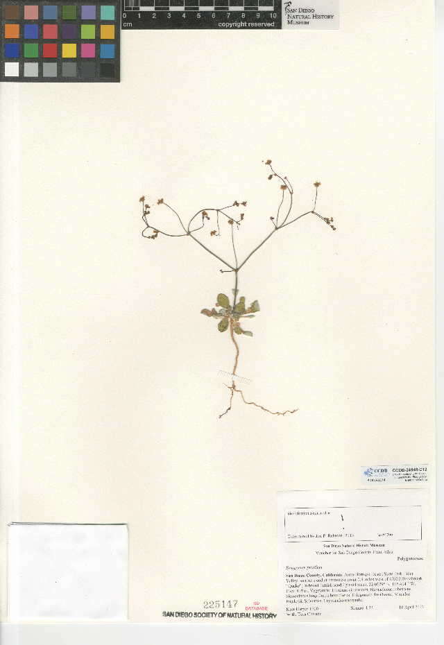 Imagem de Eriogonum pusillum Torr. & Gray