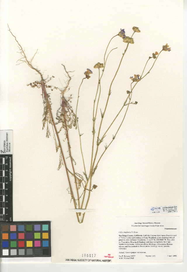 Image of chaparral gilia