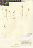 Image of Orcutt's linanthus