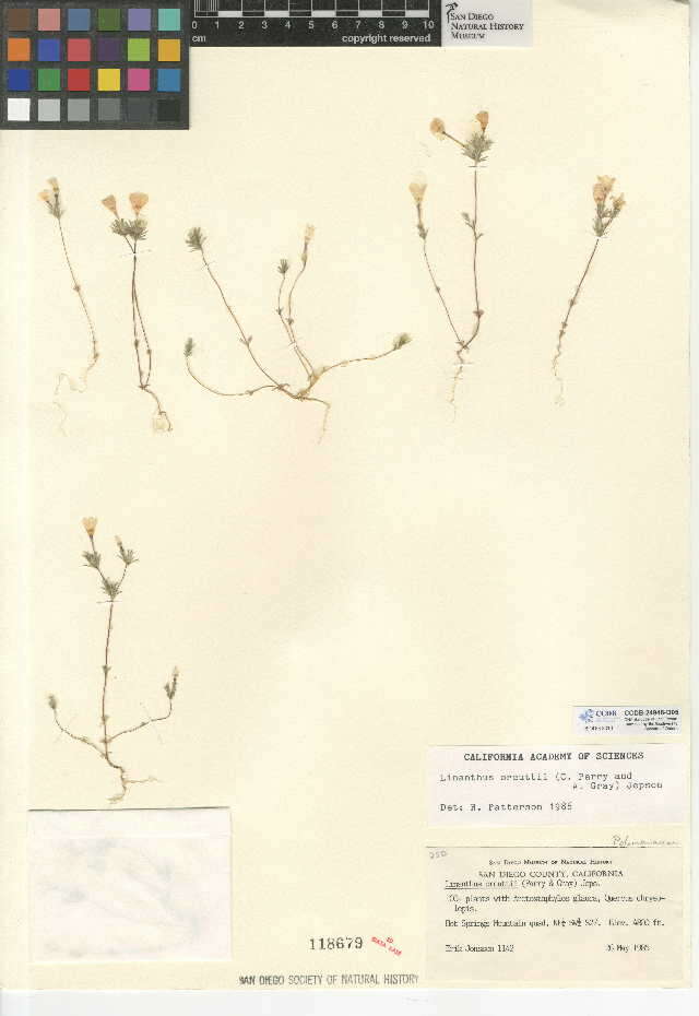 Image of Orcutt's linanthus