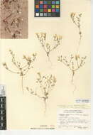 Image of golden linanthus