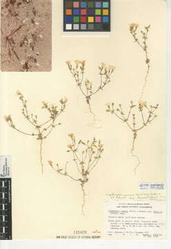 Image of golden linanthus