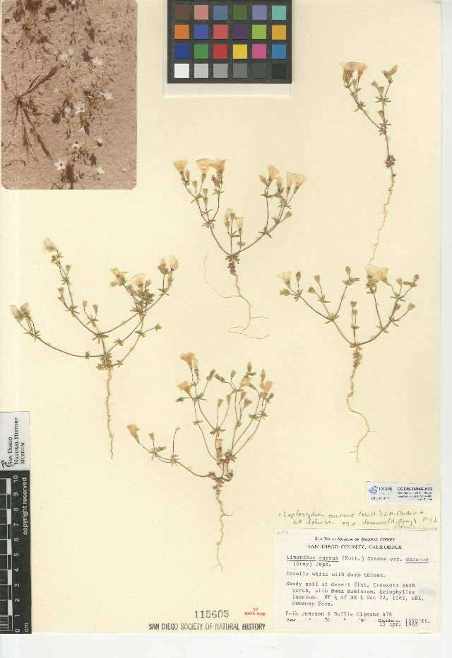 Image of golden linanthus