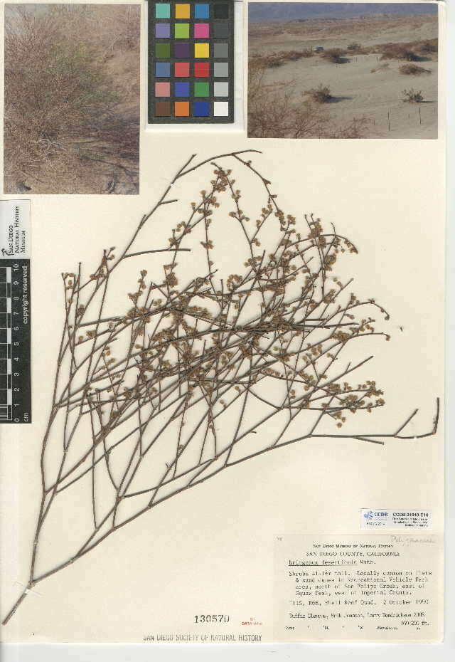Imagem de Eriogonum deserticola S. Wats.
